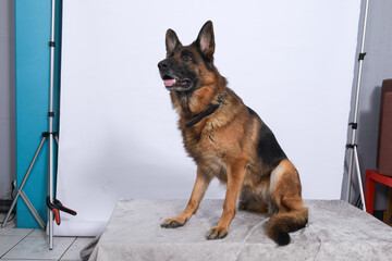 Chien en studio fond blanc