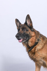 Chien en studio fond blanc