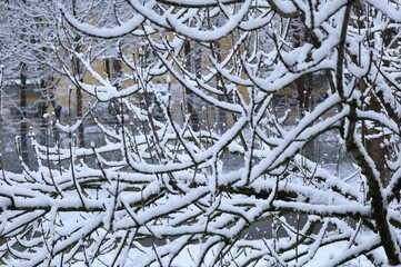 snow covered branches
