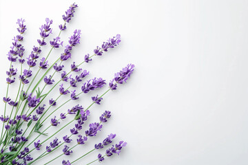 Isolated lavender flowers on white background