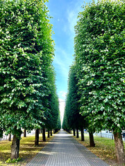 Fototapeta premium trees in the park, the path to the walk