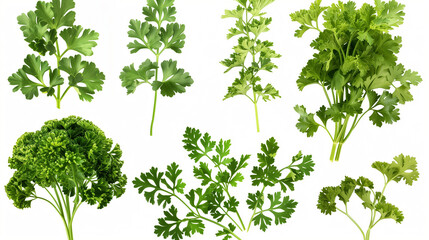 Parsley herb isolated on white background. With clipping path. Full depth of field. Focus stacking transparent