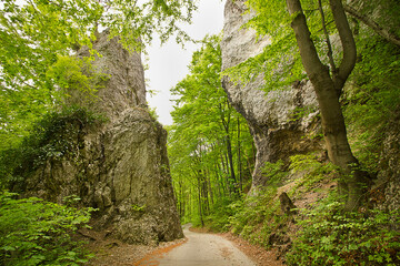 A forest landscape. A road in the forest with rocks on either side