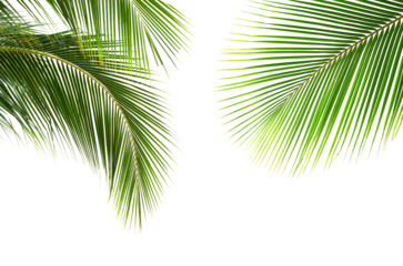Coconut palm leaves isolated on white background