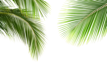 Fotobehang Tropisch Coconut palm leaves isolated on white background  © boonsom