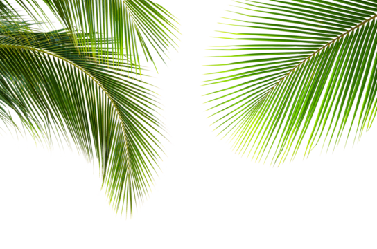 Coconut palm leaves isolated on white background