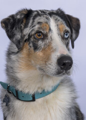 Chien en studio fond blanc