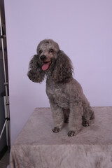 chien en studio fond blanc