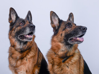 chien en studio fond blanc