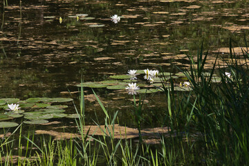 A lake with white lilies in bloom. White water lily flowers.