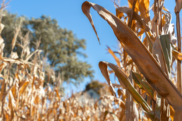 photo of a cornfield during the afternoon