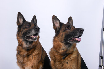 Chien en studio fond blanc