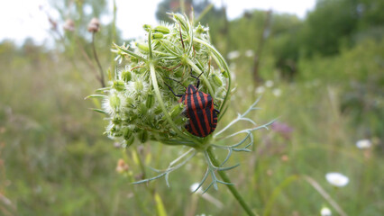 striped bug on a green wild carrot plant