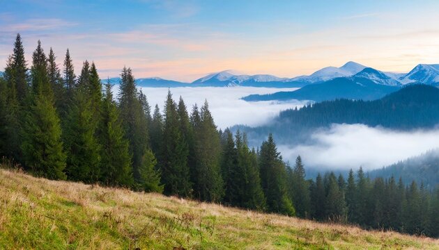 foggy morning in the mountains beautiful landscape with coniferous forest © Nayeli