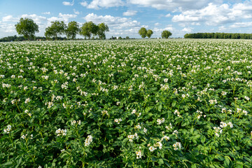 Champ de pomme de terre en fleur