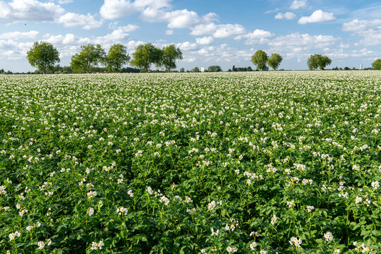 Champ de pomme de terre en fleur
