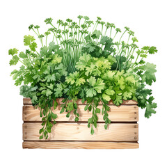Wooden crate of farm fresh cooking herbs in wooden box Kitchen Garden. watercolor illustration generative ai - 744705777
