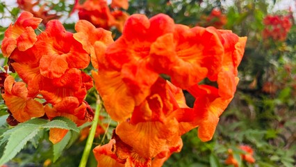 red poppy flowers