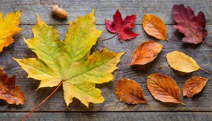 Naklejka na ściany i meble collection of autumn leaf