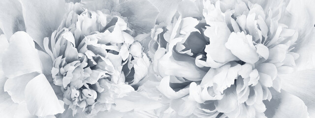 Peonies flowers.   Floral   white-black background.  Closeup.  Nature.