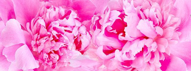 Peonies  pink  flowers.   Floral background.  Closeup.  Nature.
