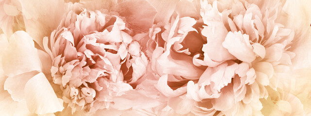 Peonies flowers.   Floral background.  Closeup.  Nature.