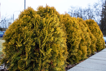 Yellow evergreen shrubs on the lawn closeup
