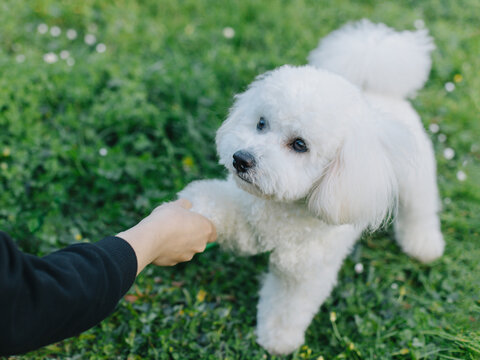 Cute Bichon Frise puppy playing with owner. Portrait of a puppy.