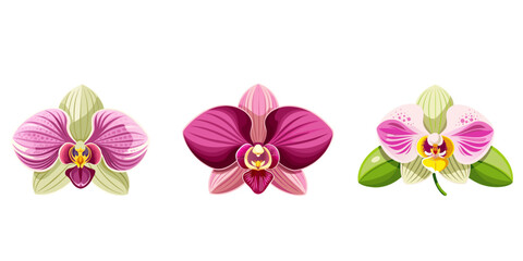 Fototapeta na wymiar Orchid flower set