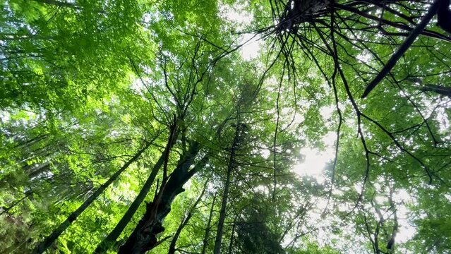 Sunlight flickering through branches and leaves on clear summer day in the deep Slovakian mountain forest. Wide angle diagonal trunks 4K video shot. Background footage, nature, environment concept.