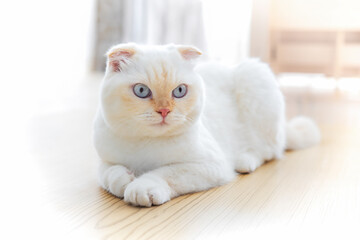 Serene white Scottish Fold with blue eyes lying on wooden floor with soft light. National cat day. National pet day. Scottish Fold cat day.