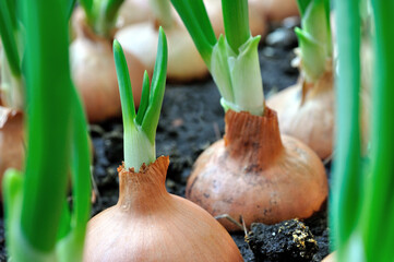 close-up of growing green onion in the vegetable garden