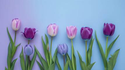 a group of purple and white tulips on a blue and purple background with green stems in the foreground.