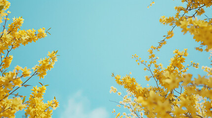 Forsythia blossoms set against a clear blue sky.