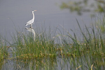 A grey heron is seen in knee deep waters of a lake 
