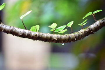 World water day, nature day picture. leaf with water drop