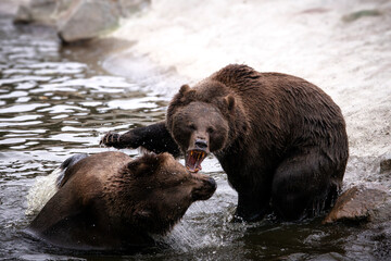 zwei kämpfende Braunbären