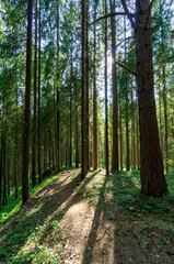 Trees in the forest, on the edge.