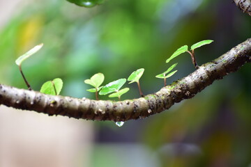 World water day, nature day picture.