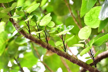 nature day picture, the leaves