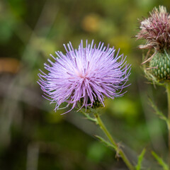 thistle flower in bloom