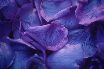 Close up of violet rose petals