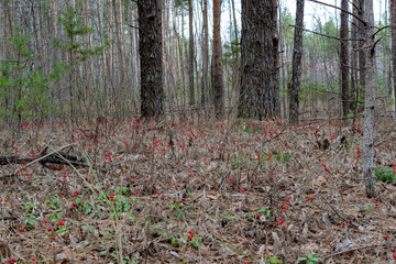 Fototapeta premium Trees in the forest, on the edge.