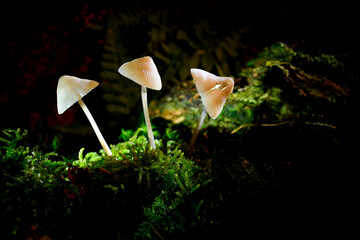 mushrooms in the woods of Austria © Herbert