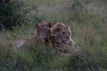 Male lions in the Masai Mara savannah