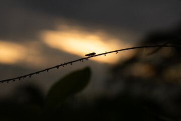 Little insect on a barbed wire against sunset
