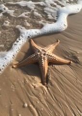 Close-Up of a Starfish on Wet Sand Under Sunlight