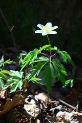 white flower in the forest