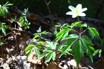 snowdrops in the forest