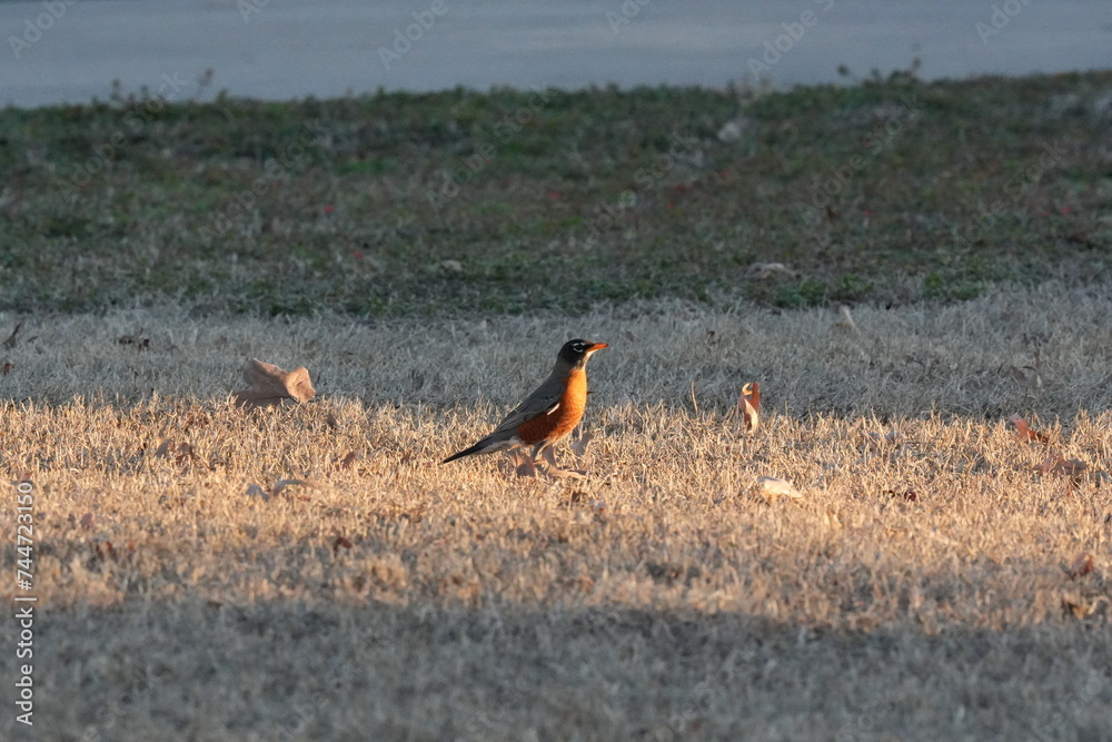 Poster Small Robin bird perched on grassy field